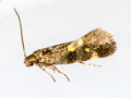 Chrysoesthia sexguttella
